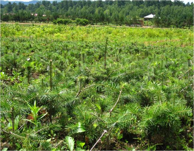 沙松纸浆林良种选育及其栽培技术研究